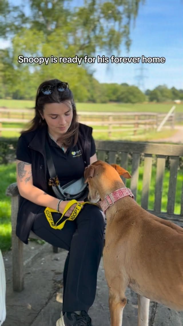 Post 7 by Al Mayya K9 Adoptions UK on Instagram (video)