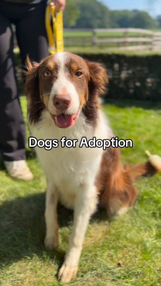Post 4 by Al Mayya K9 Adoptions UK on Instagram (video)