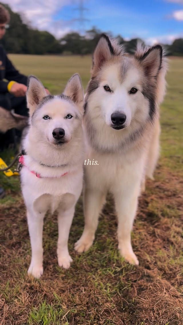 Post 1 by Al Mayya K9 Adoptions UK on Instagram (video)