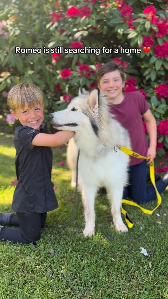 Post 3 by Al Mayya K9 Adoptions UK on Instagram (video)