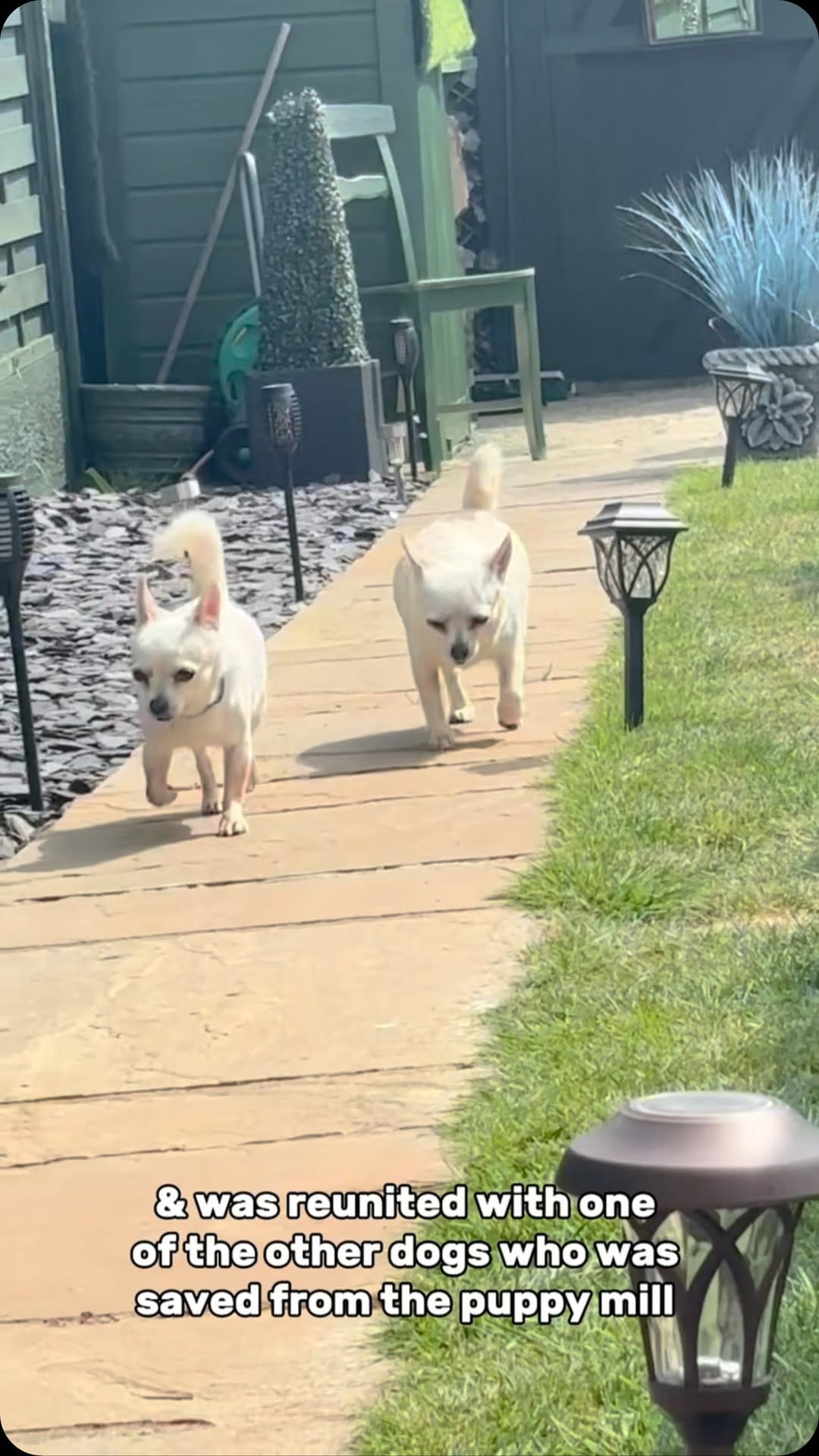 Post 10 by Al Mayya K9 Adoptions UK on Instagram (video)