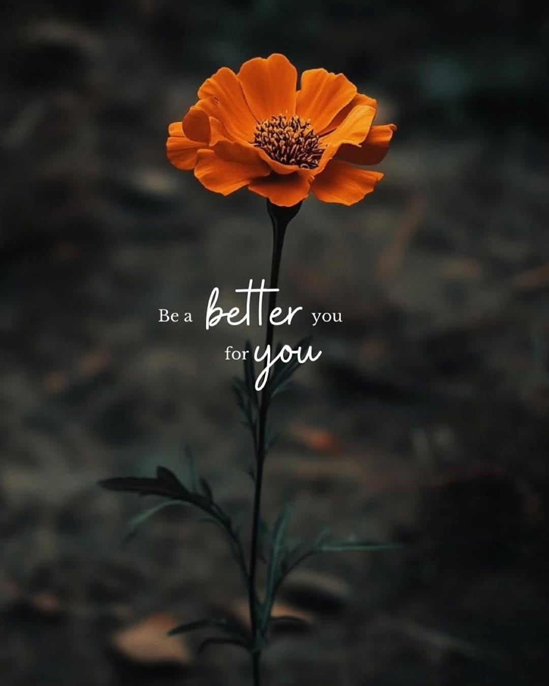 Post 2 by Dina Sumaida on Instagram (image)