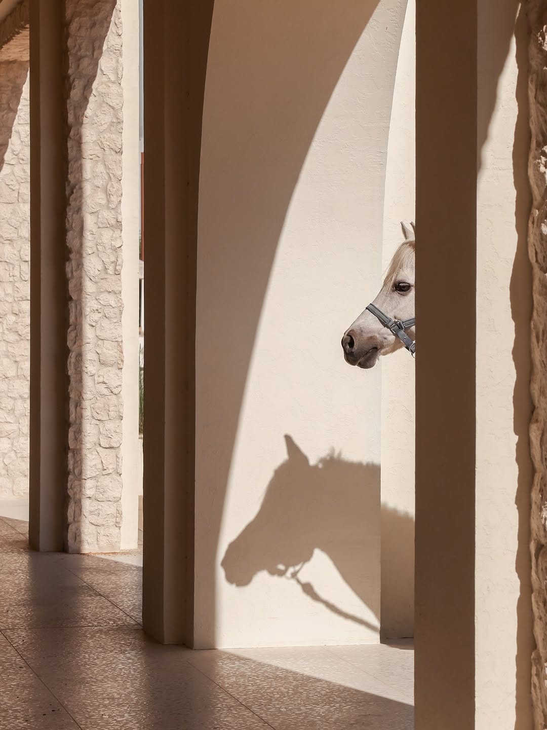 Post 2 by The Royal Stables - Abu Dhabi on Instagram (carousel)