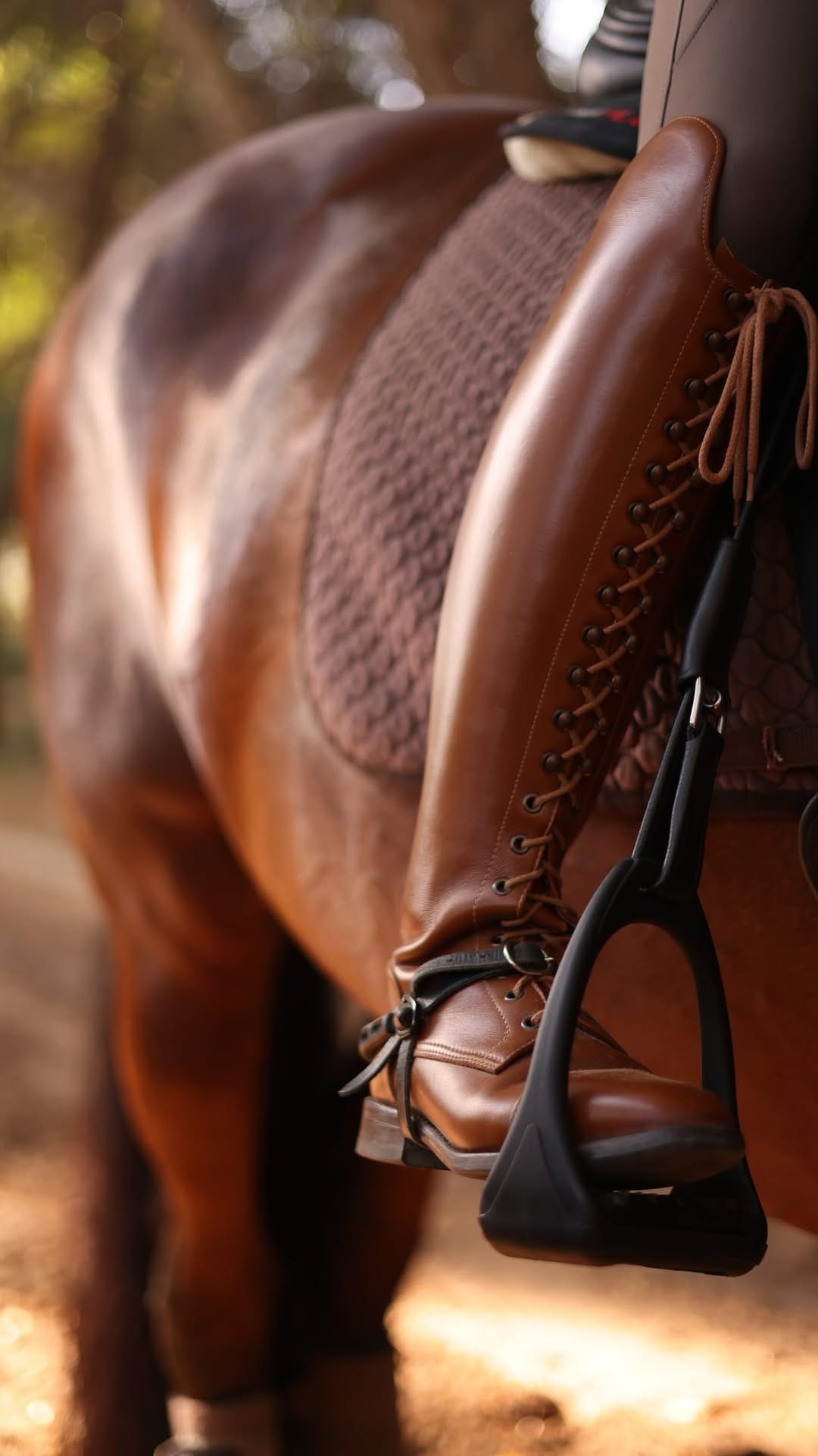 Post 8 by The Royal Stables - Abu Dhabi on Instagram (video)