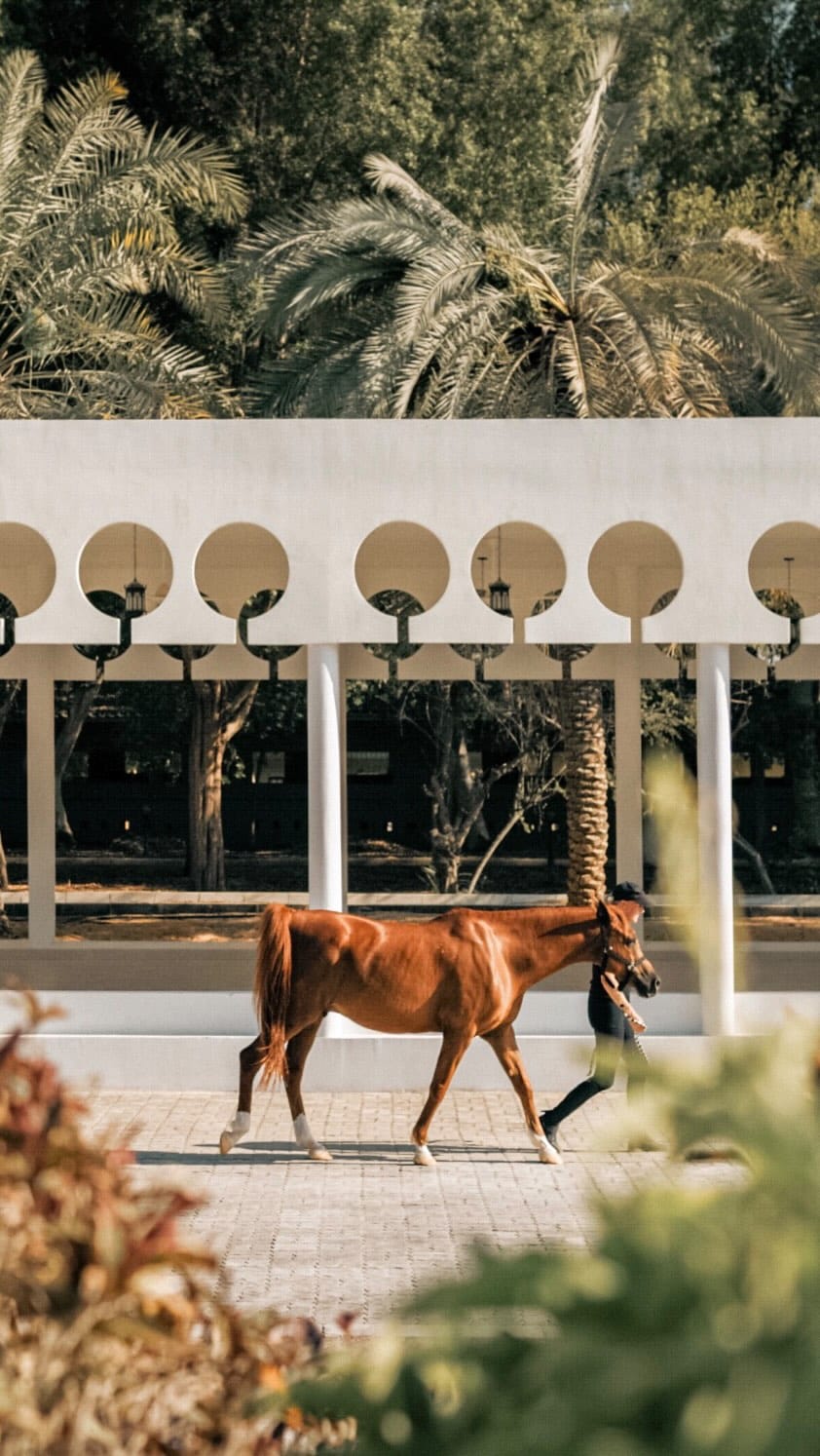 Post 7 by The Royal Stables - Abu Dhabi on Instagram (video)