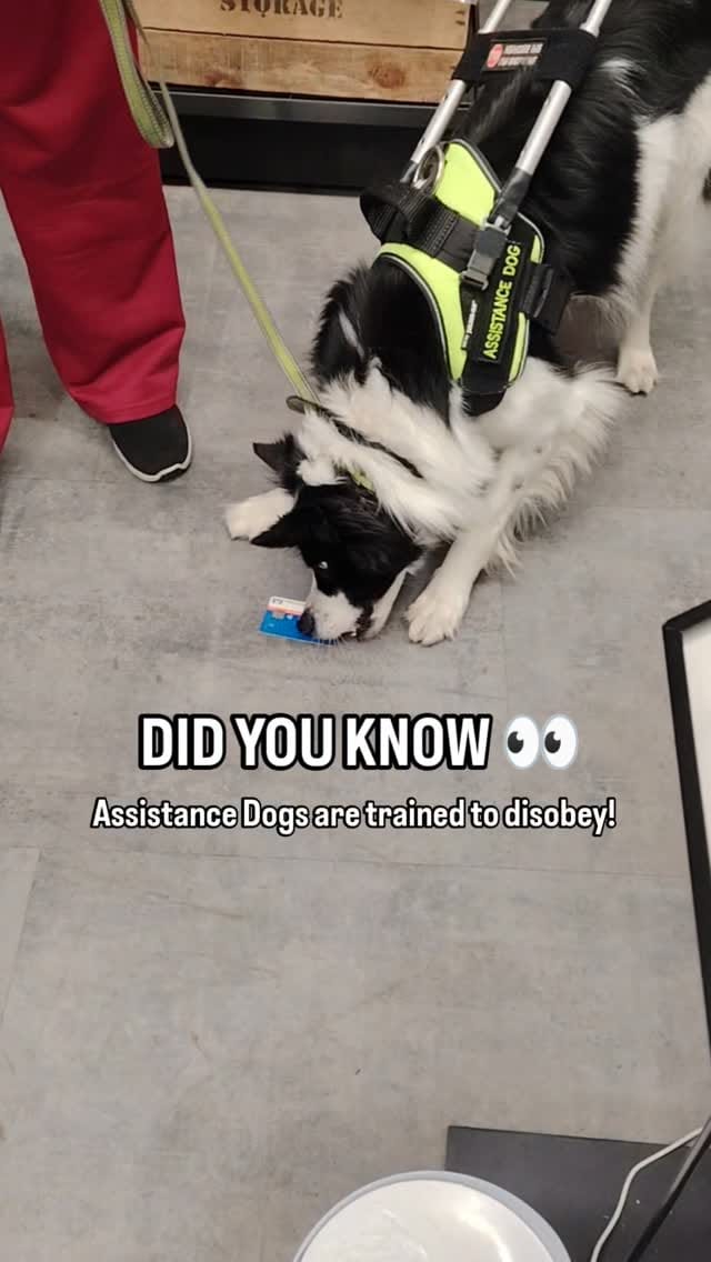 Post 6 by Jasmin | UAE's Favorite Dog Trainer 2024 & 2025 | 🇦🇪🇶🇦 Est. 2017 on Instagram (video)