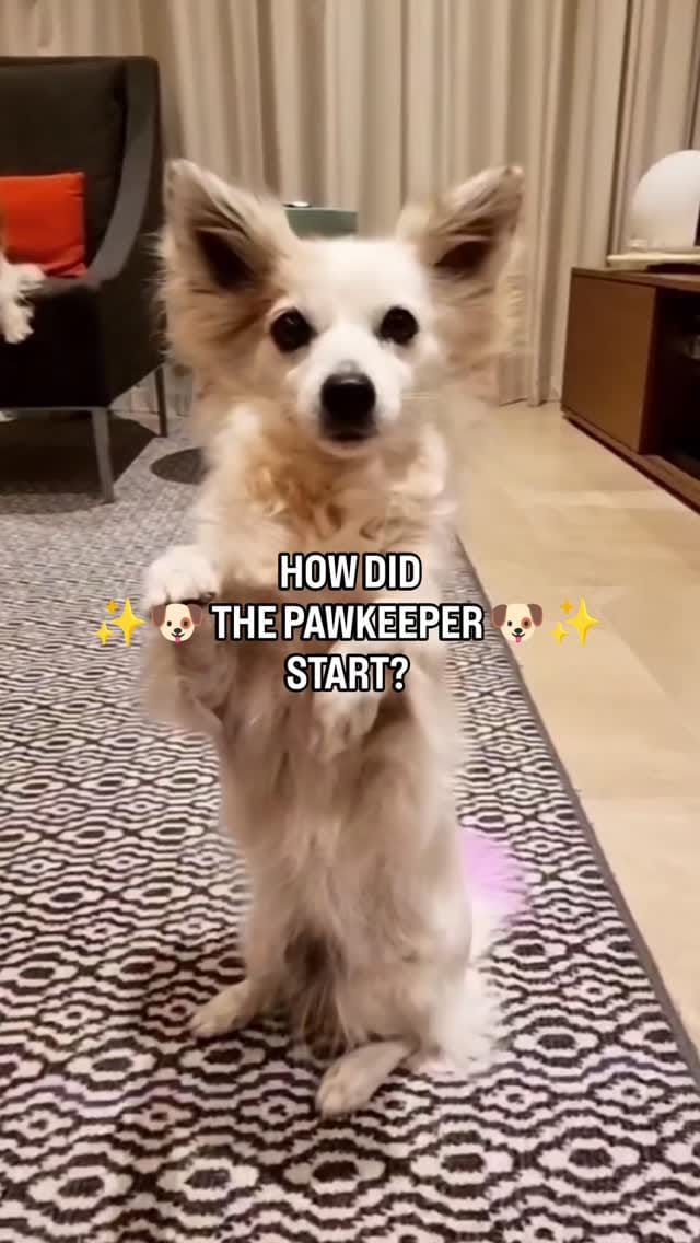 Post 1 by Jasmin | UAE's Favorite Dog Trainer 2024 & 2025 | 🇦🇪🇶🇦 Est. 2017 on Instagram (video)