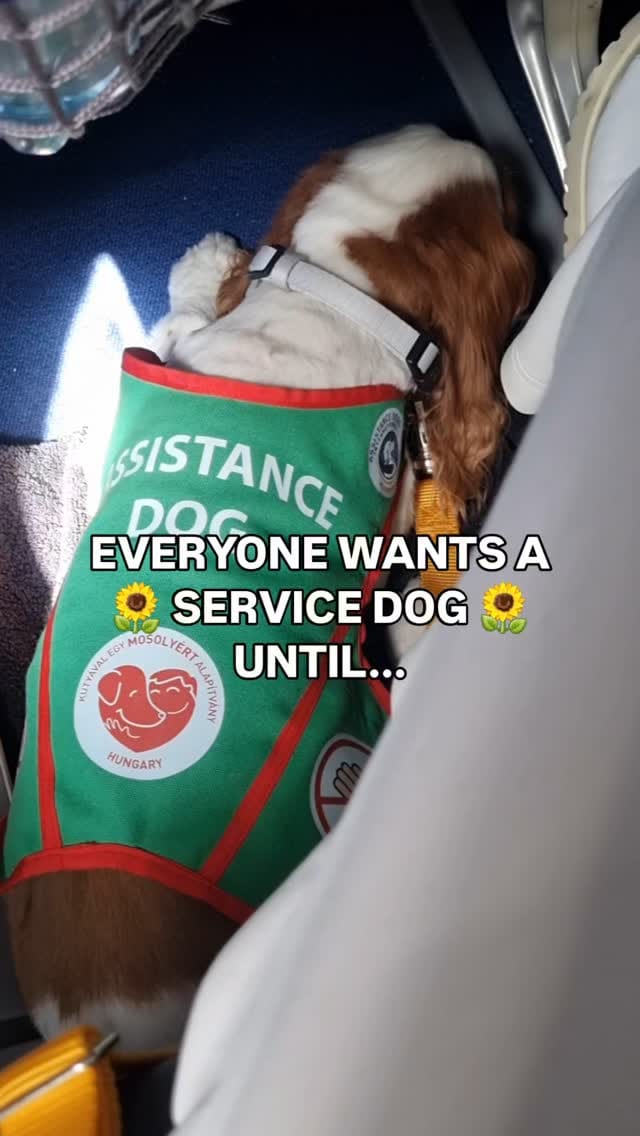 Post 9 by Jasmin | UAE's Favorite Dog Trainer 2024 & 2025 | 🇦🇪🇶🇦 Est. 2017 on Instagram (video)