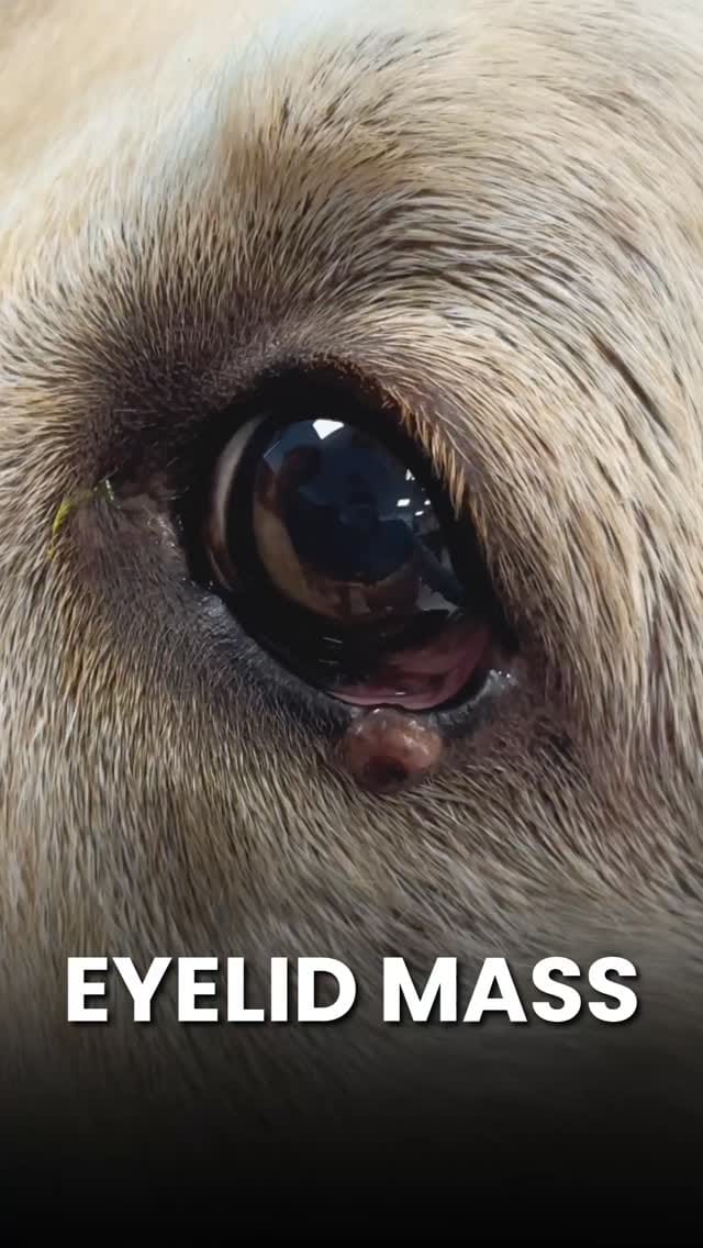 Post 1 by The Eye Vet on Instagram (video)