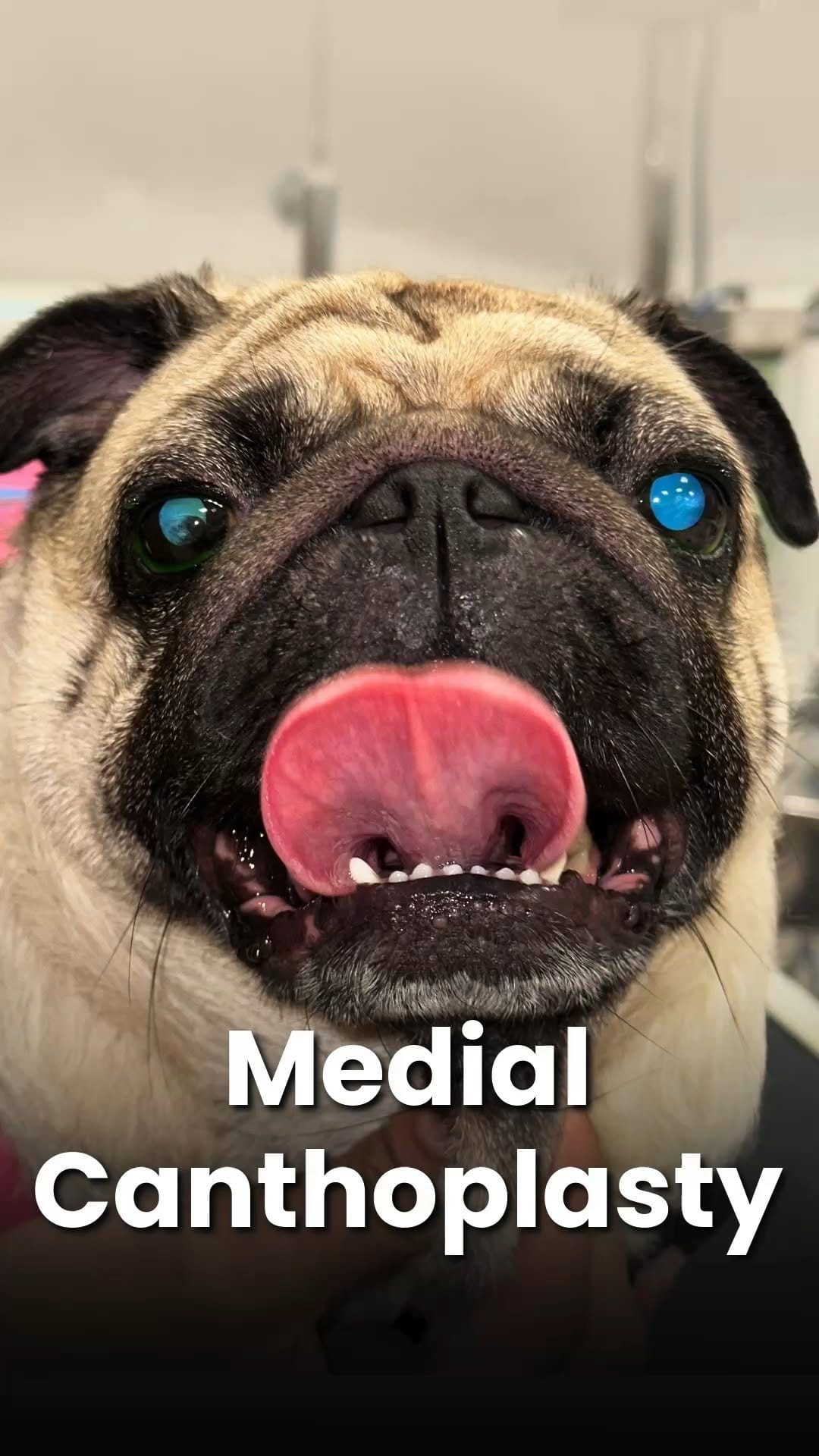 Post 3 by The Eye Vet on Instagram (video)