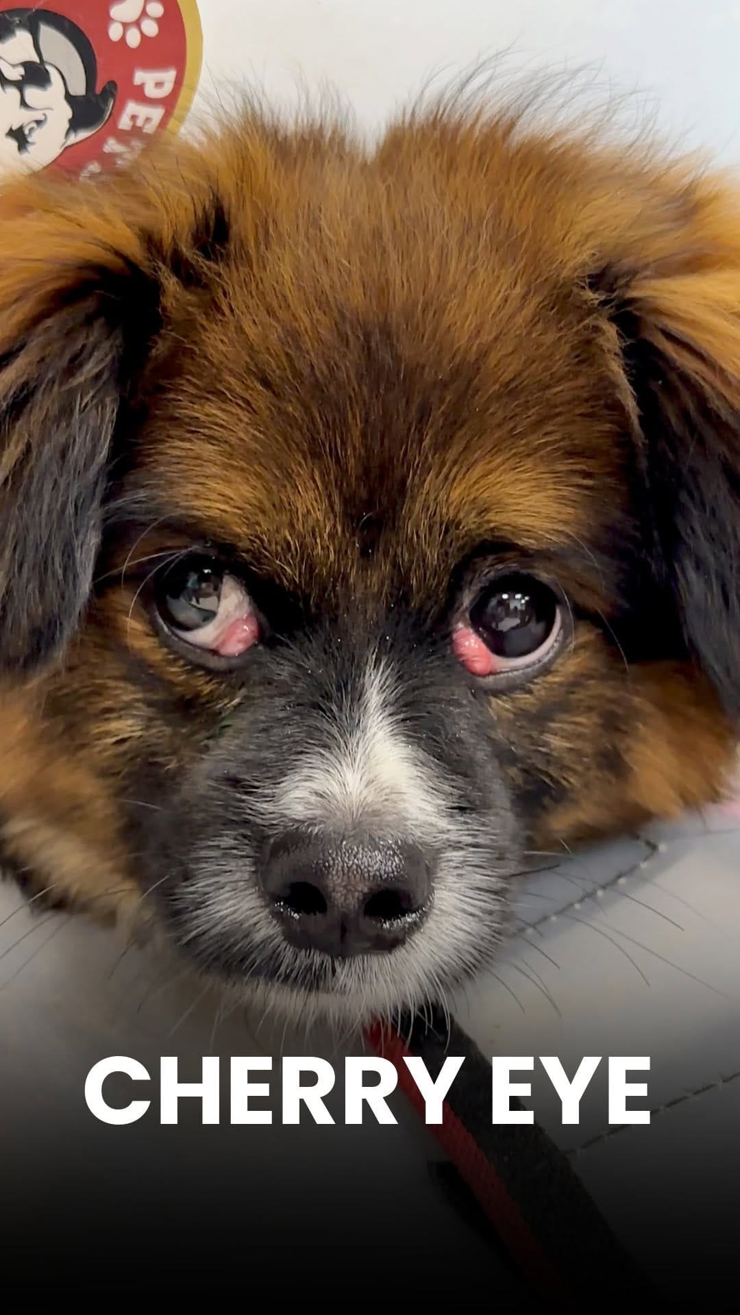 Post 8 by The Eye Vet on Instagram (video)