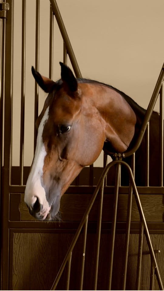 Post 4 by Abu Dhabi Equestrian Club on Instagram (video)