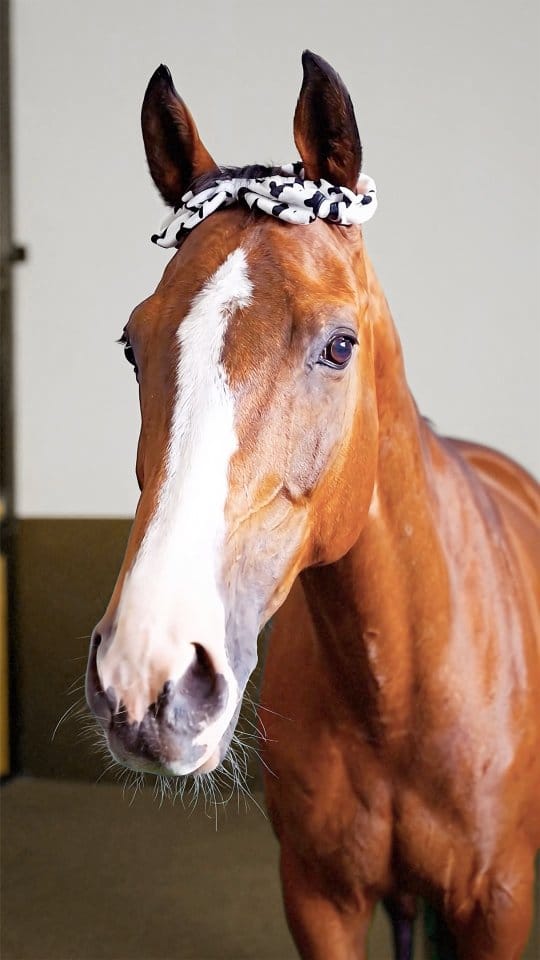 Post 2 by Abu Dhabi Equestrian Club on Instagram (video)