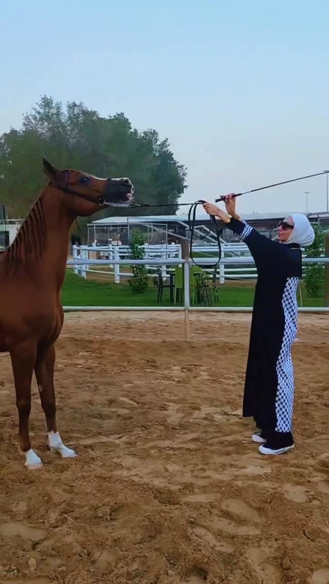 Post 7 by 𝐌𝐚𝐧𝐚𝐫 | 𝐂𝐞𝐫𝐭𝐢𝐟𝐢𝐞𝐝 𝐄𝐪𝐮𝐞𝐬𝐭𝐫𝐢𝐚𝐧 𝐂𝐨𝐚𝐜𝐡 on Instagram (video)