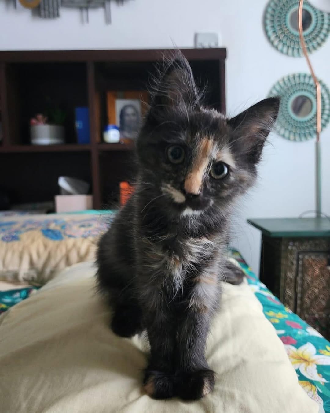 Post 10 by brokenpaws.ae on Instagram (carousel)