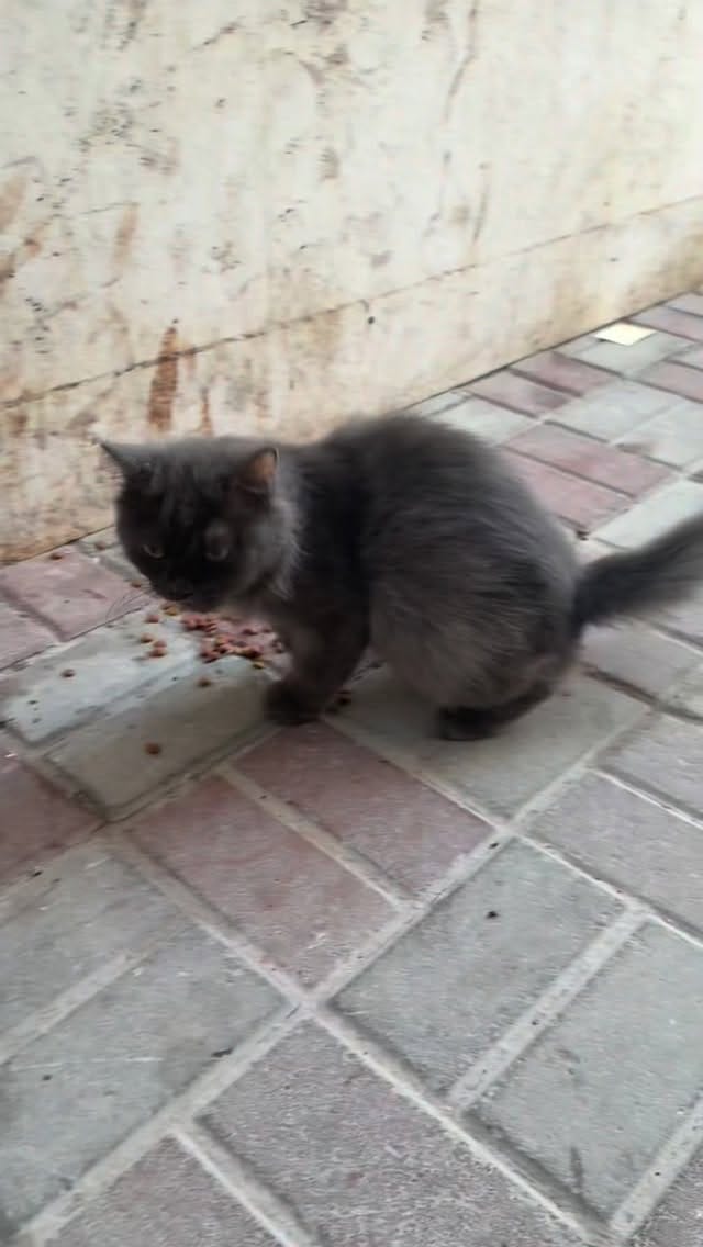 Post 1 by brokenpaws.ae on Instagram (video)