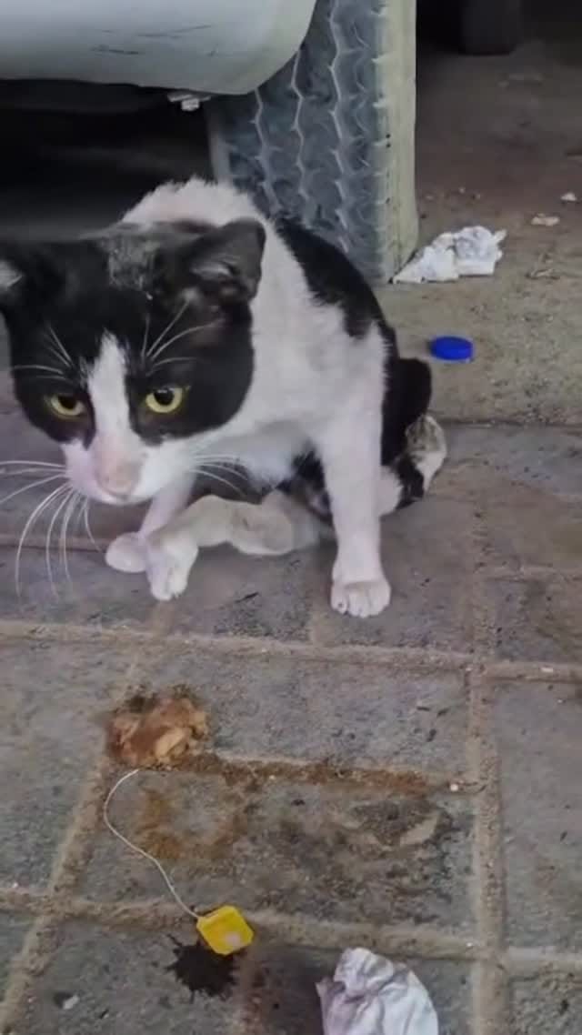 Post 7 by brokenpaws.ae on Instagram (video)