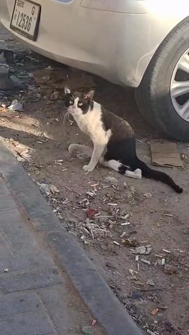 Post 6 by brokenpaws.ae on Instagram (video)