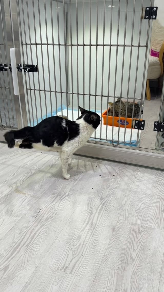 Post 5 by brokenpaws.ae on Instagram (video)