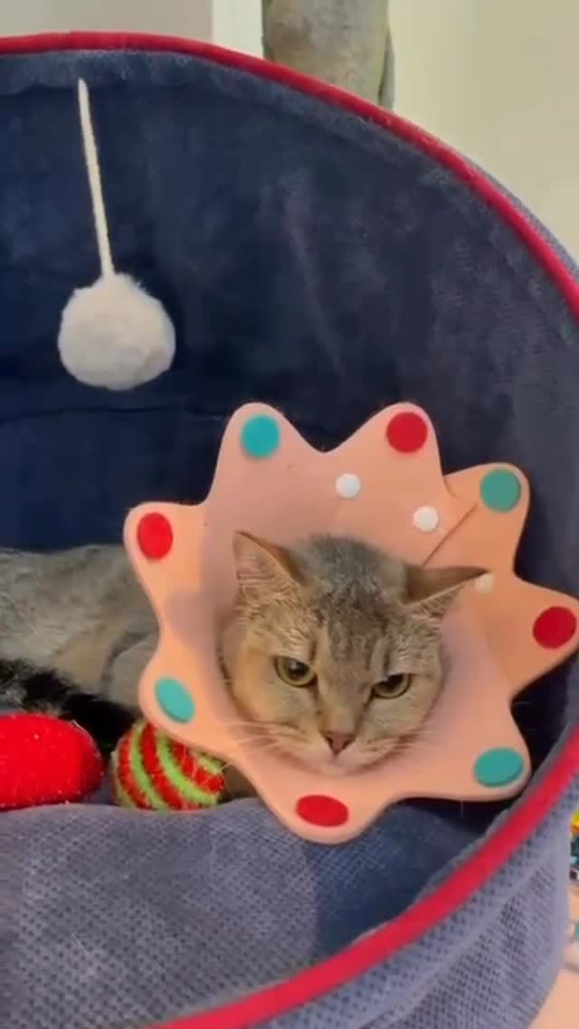 Post 3 by brokenpaws.ae on Instagram (video)