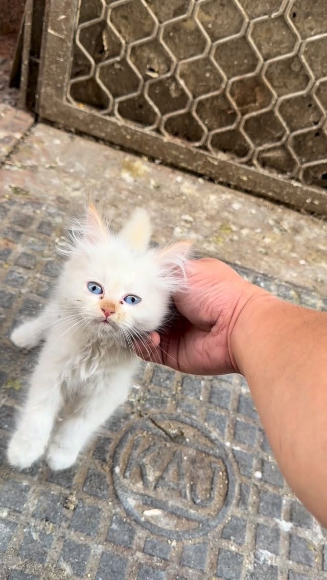 Post 4 by brokenpaws.ae on Instagram (video)