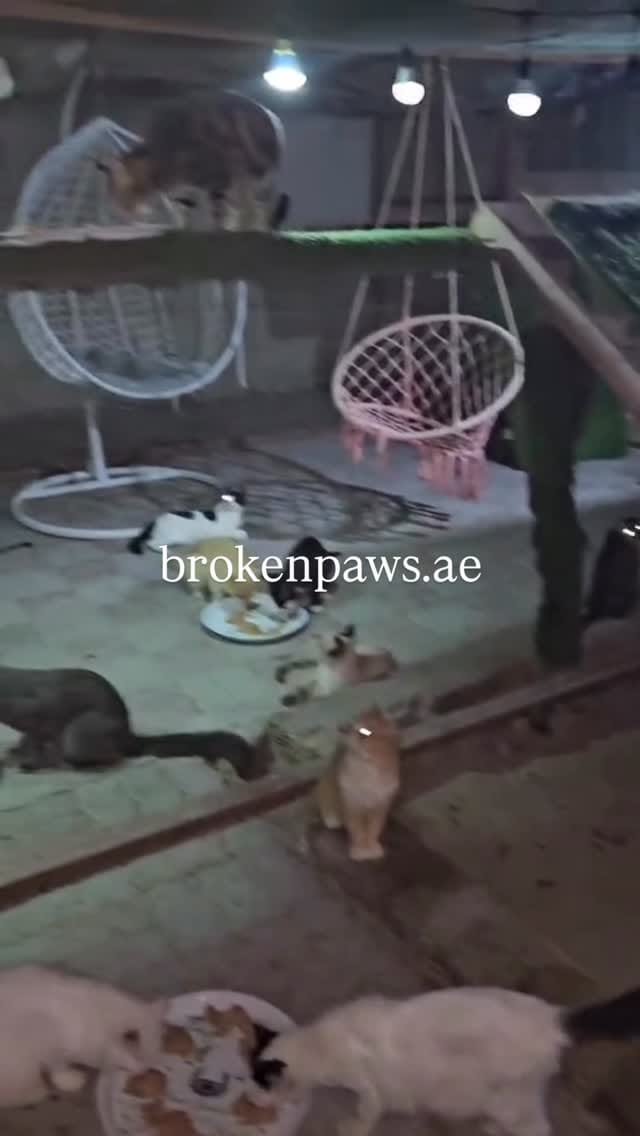 Post 9 by brokenpaws.ae on Instagram (video)