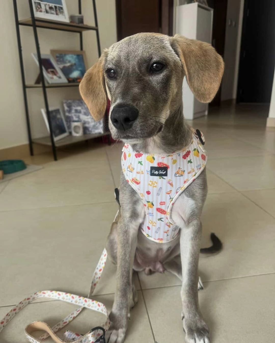Post 1 by Puffy Woof | Pet accessories on Instagram (carousel)