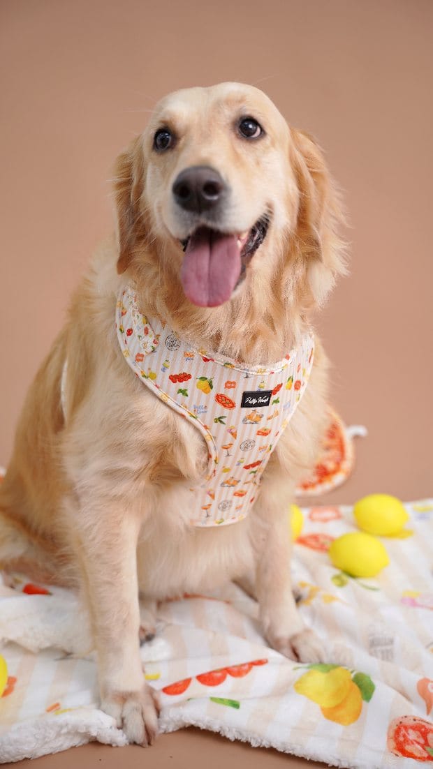 Post 5 by Puffy Woof | Pet accessories on Instagram (video)