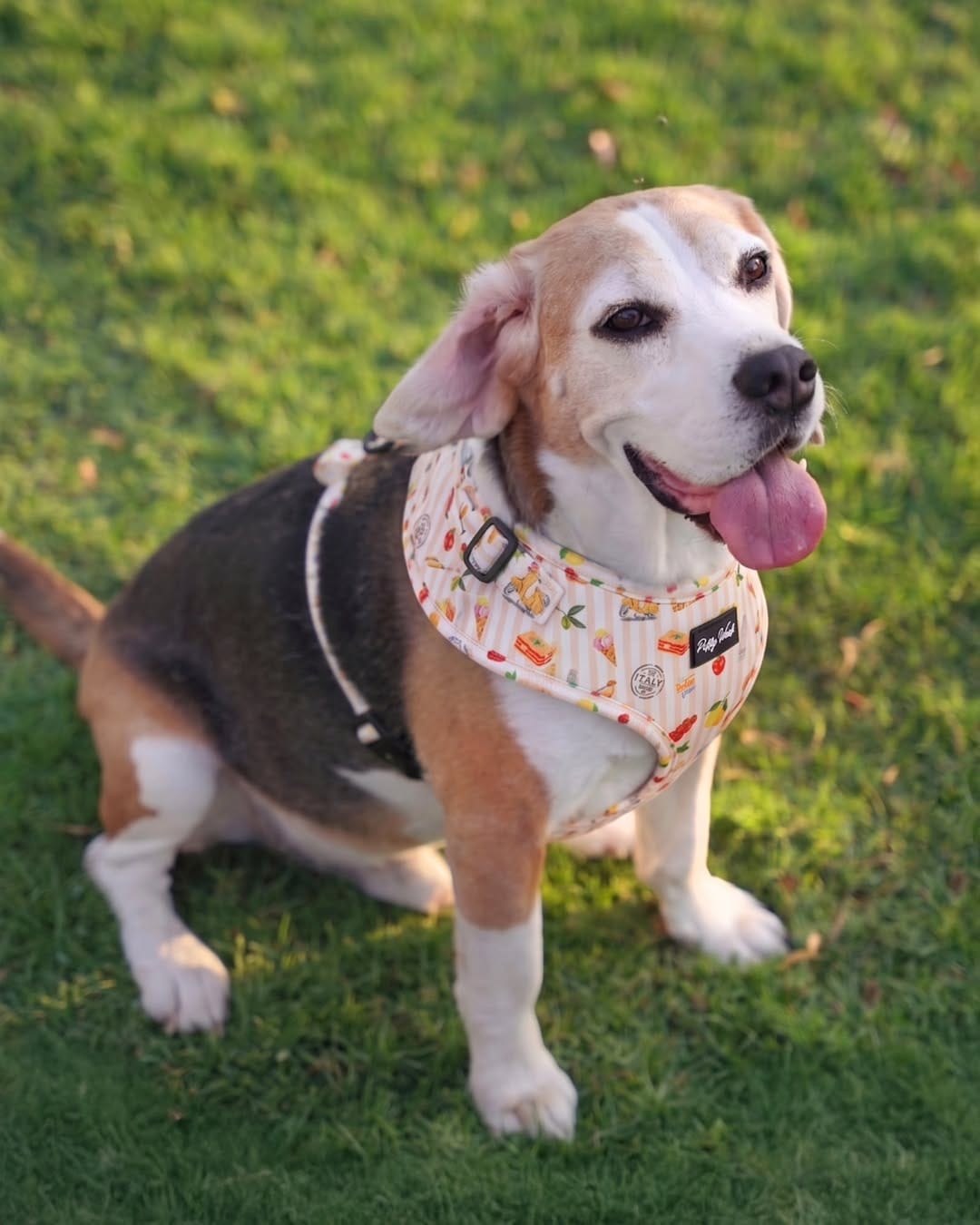 Post 3 by Puffy Woof | Pet accessories on Instagram (carousel)