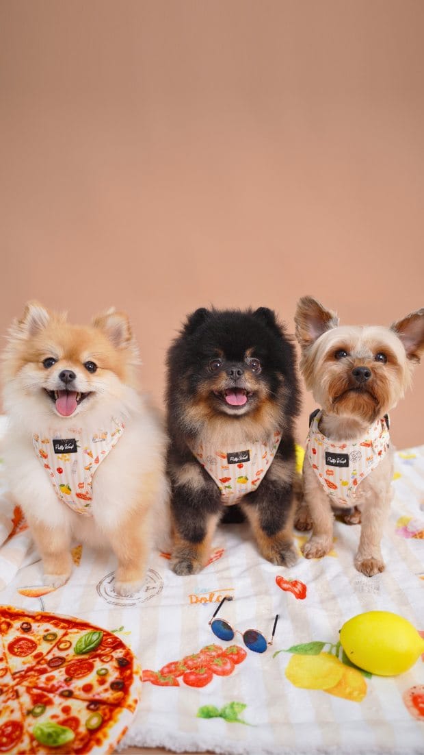 Post 8 by Puffy Woof | Pet accessories on Instagram (video)
