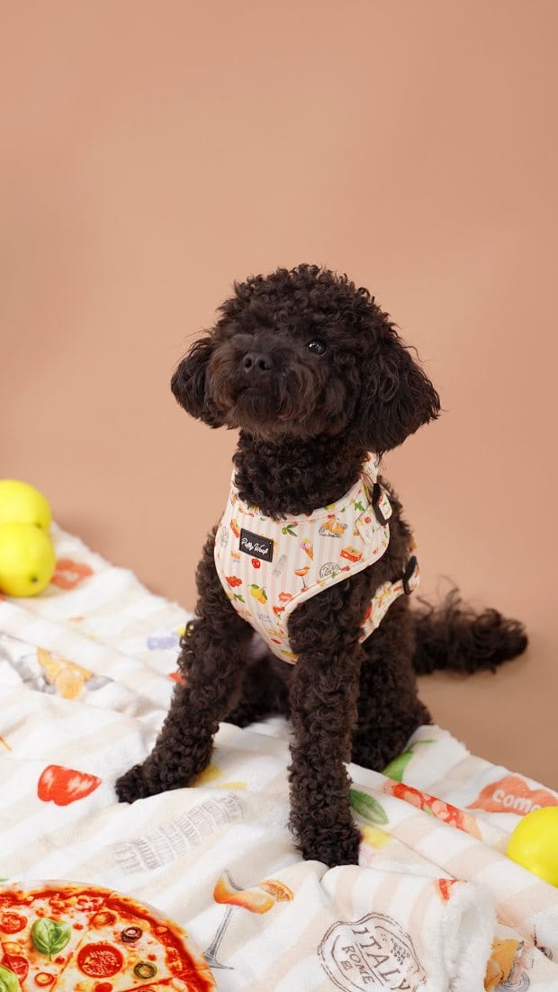 Post 2 by Puffy Woof | Pet accessories on Instagram (video)