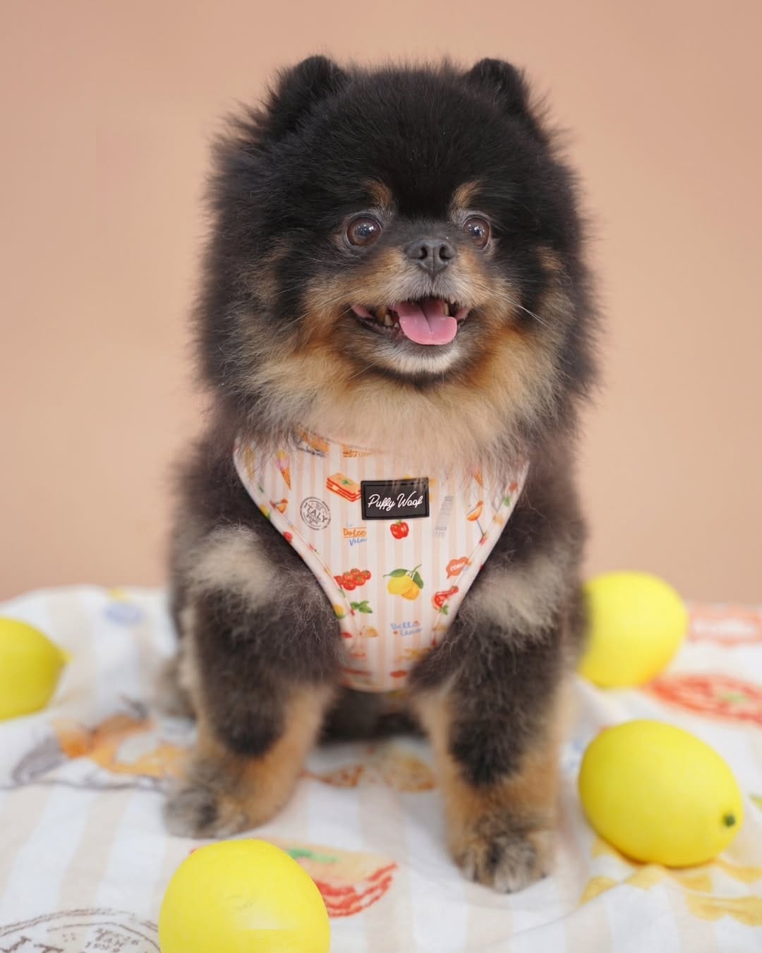 Post 7 by Puffy Woof | Pet accessories on Instagram (carousel)