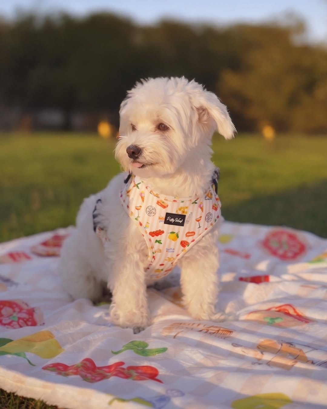 Post 6 by Puffy Woof | Pet accessories on Instagram (carousel)