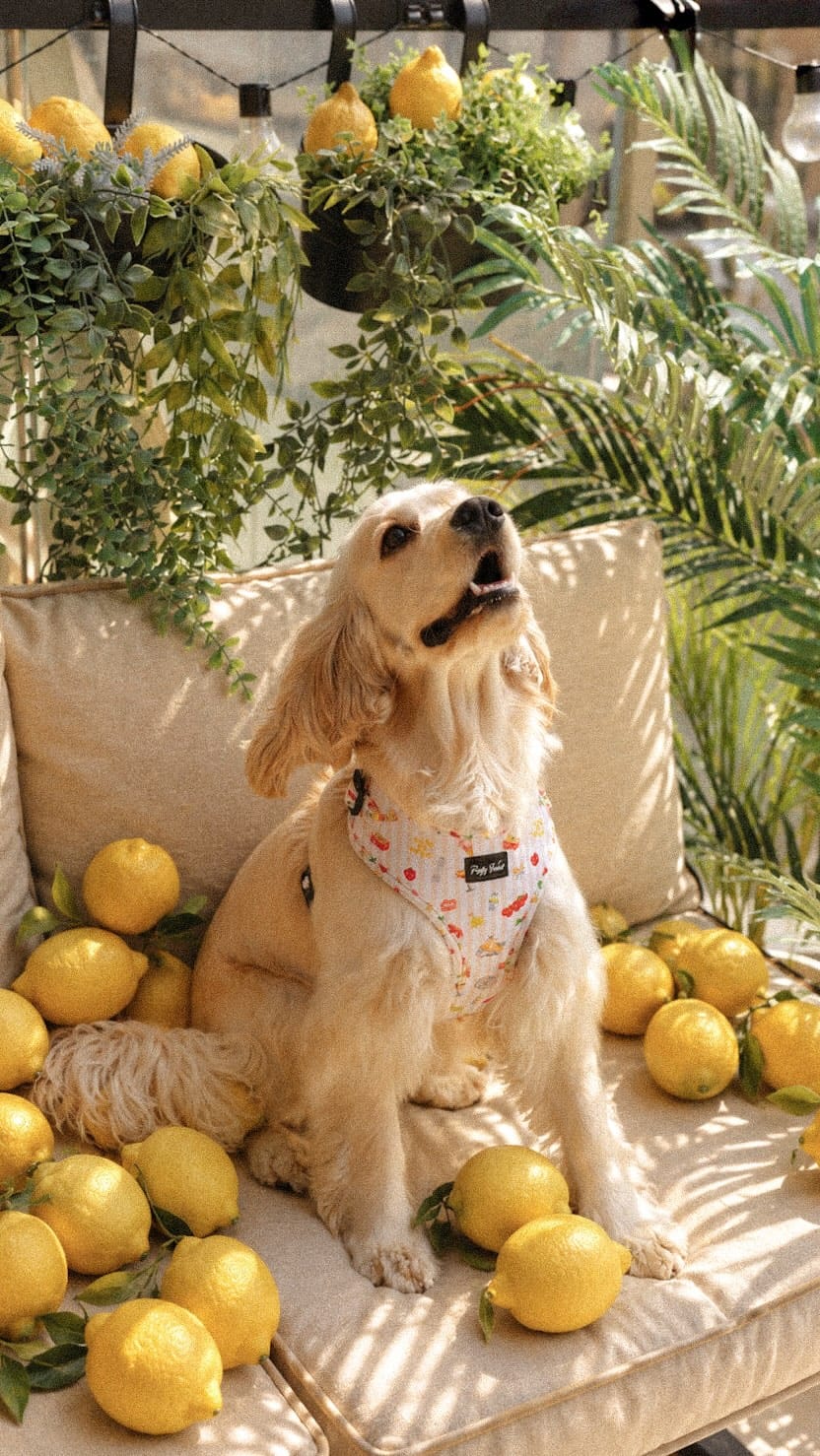 Post 4 by Puffy Woof | Pet accessories on Instagram (video)