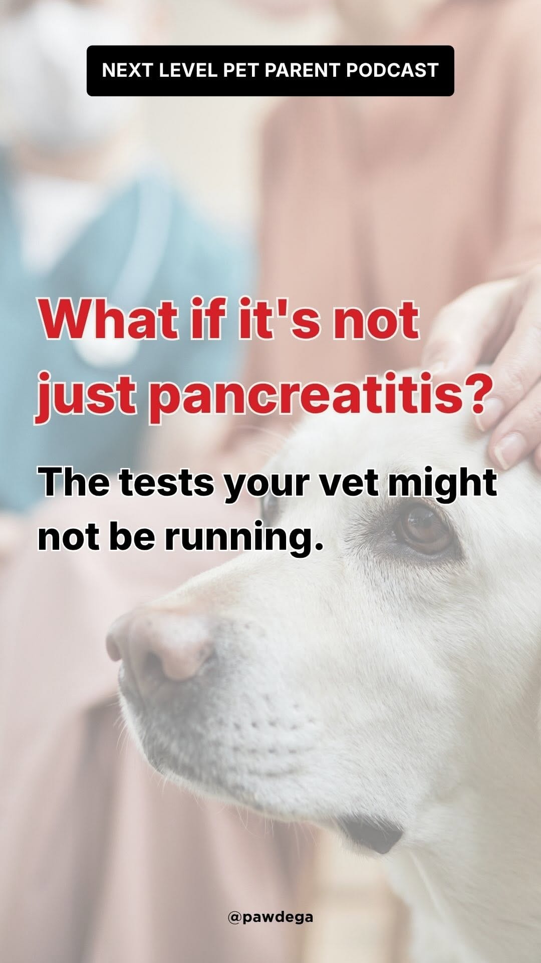 Post 1 by PAWDEGA | Online Holistic Pet Wellness Store on Instagram (video)