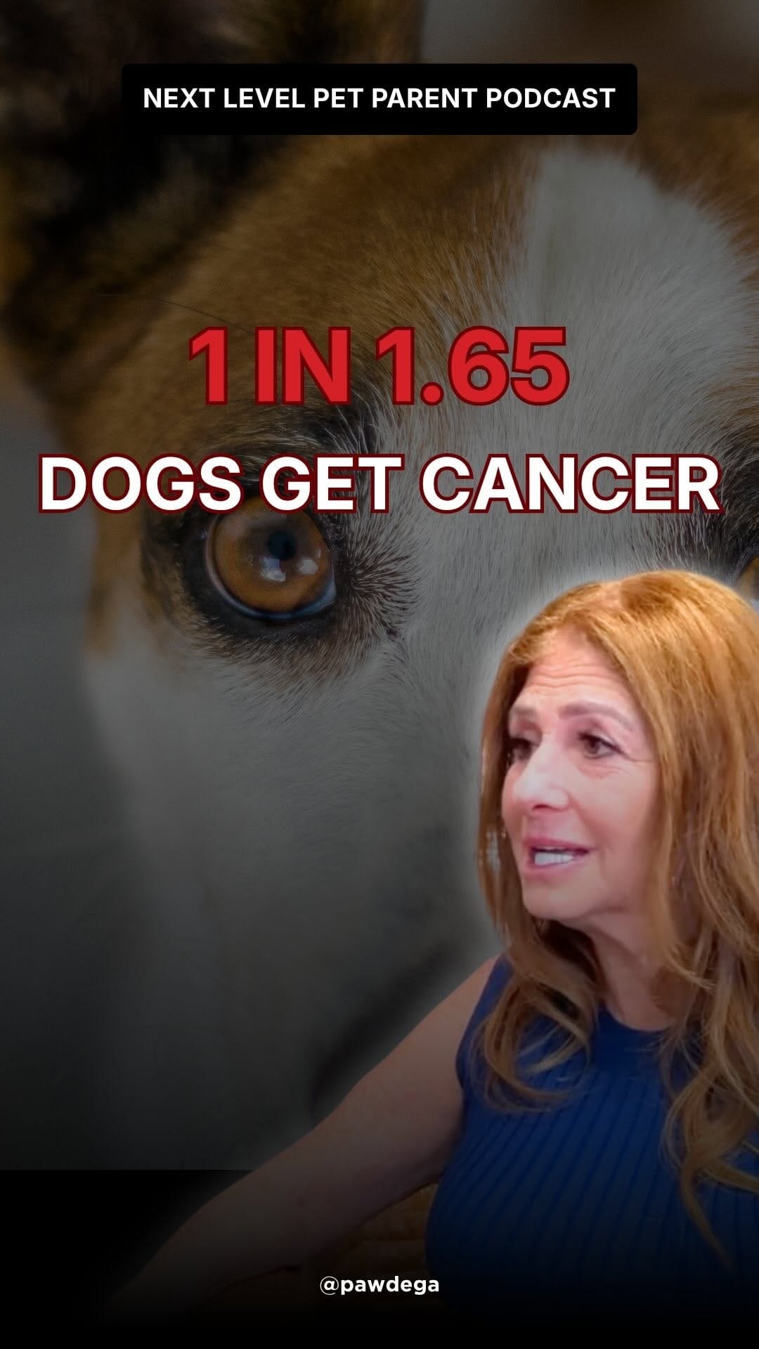 Post 6 by PAWDEGA | Online Holistic Pet Wellness Store on Instagram (video)