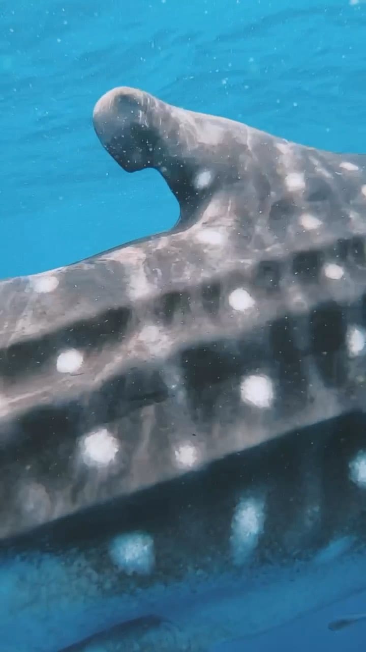 Post 10 by Alexandra Toma on Instagram (video)