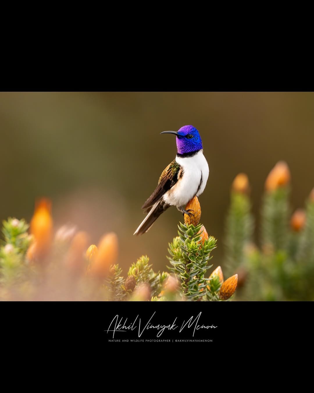 Post 7 by Akhil Vinayak Menon on Instagram (carousel)