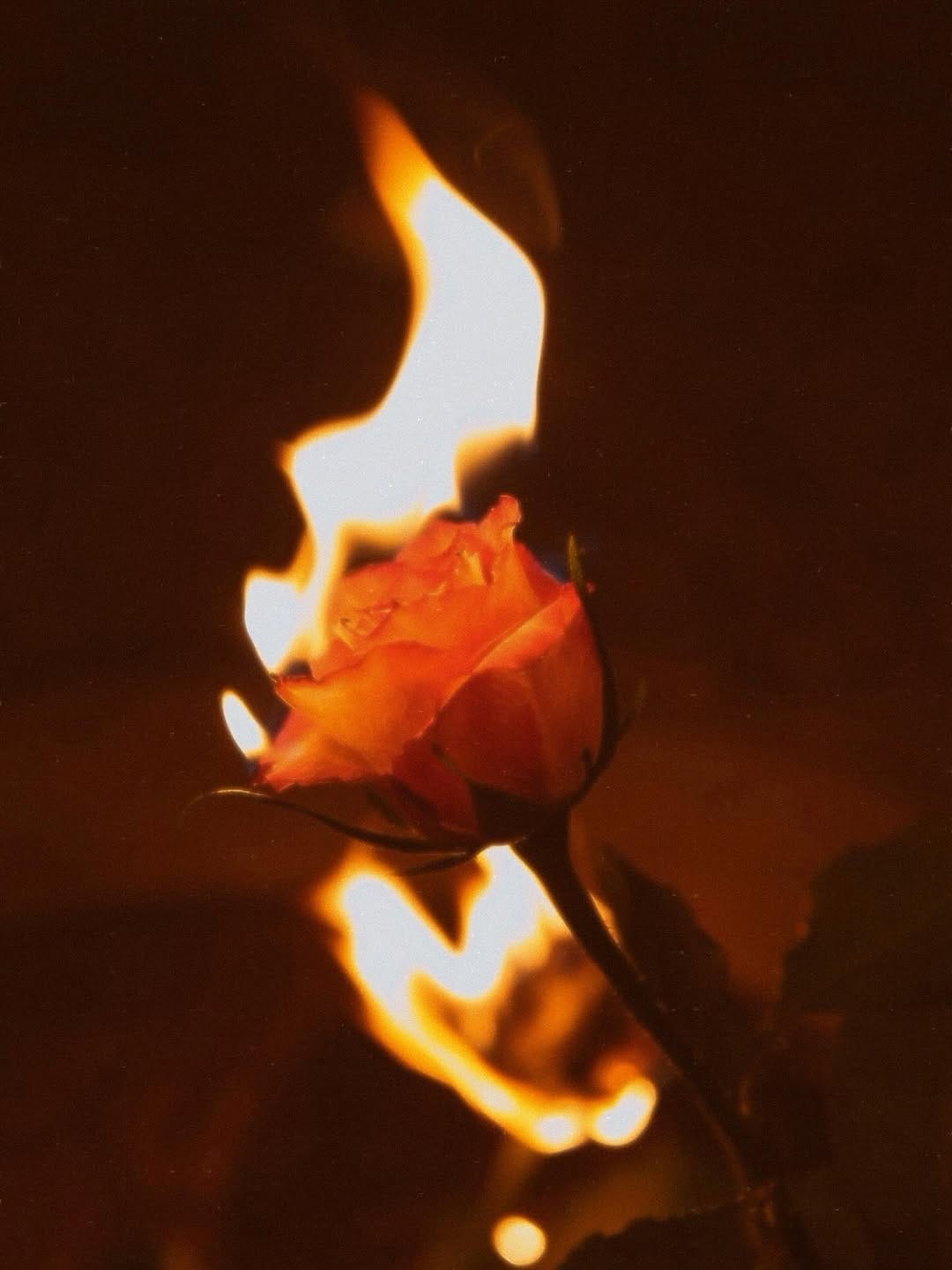 Post 6 by Alaa Shams El-Dean on Instagram (image)