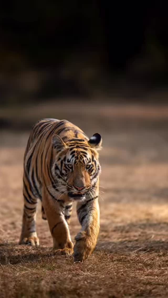 Post 7 by Shibith Saseendran on Instagram (video)