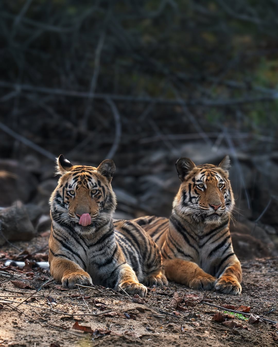 Post 1 by Shibith Saseendran on Instagram (image)