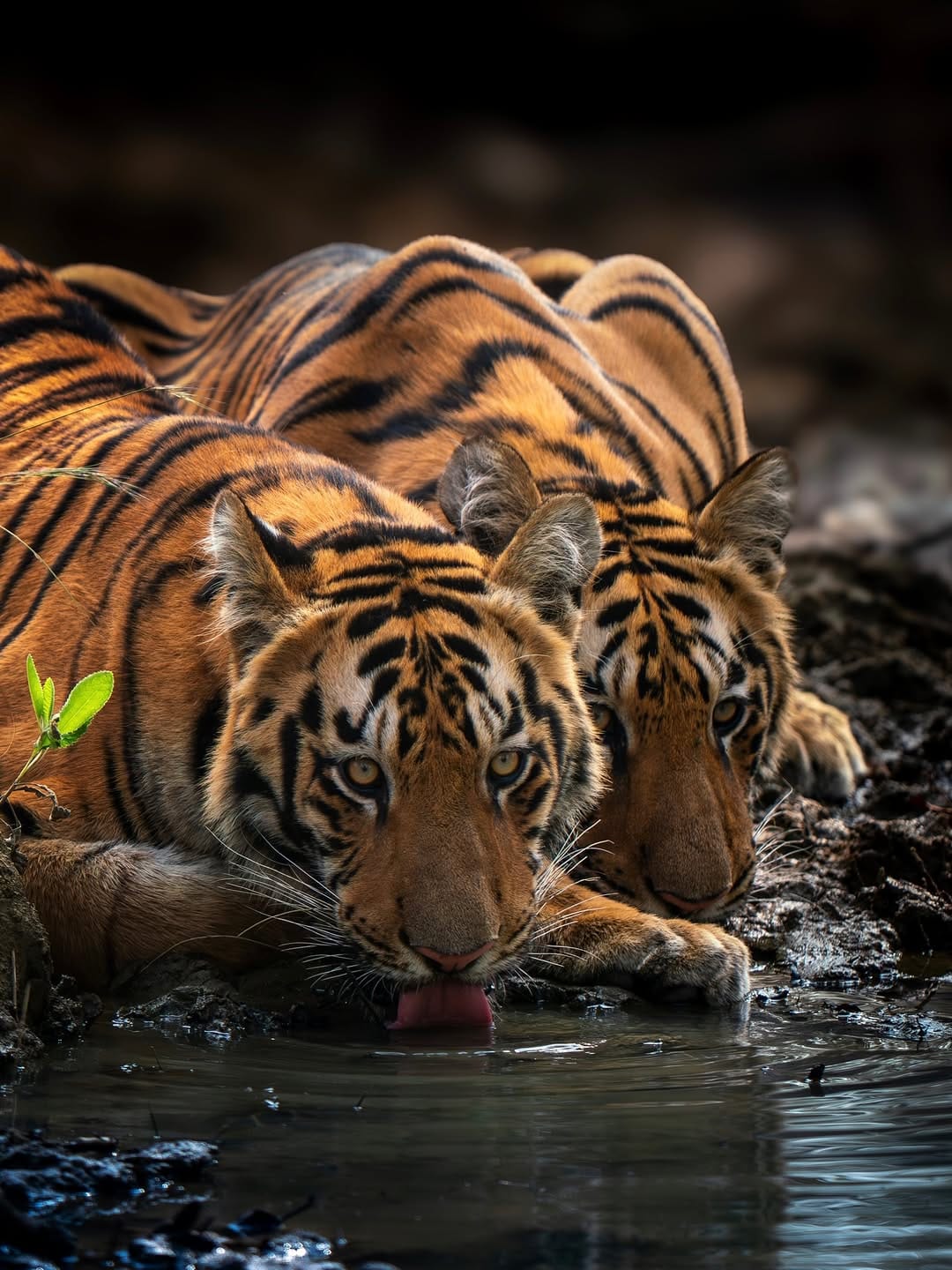 Post 5 by Shibith Saseendran on Instagram (image)