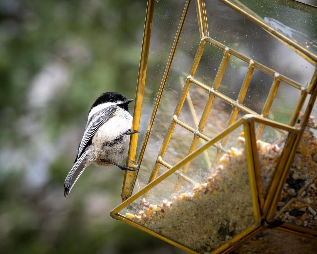 Post 3 by Diane Gordon Photography on Instagram (image)
