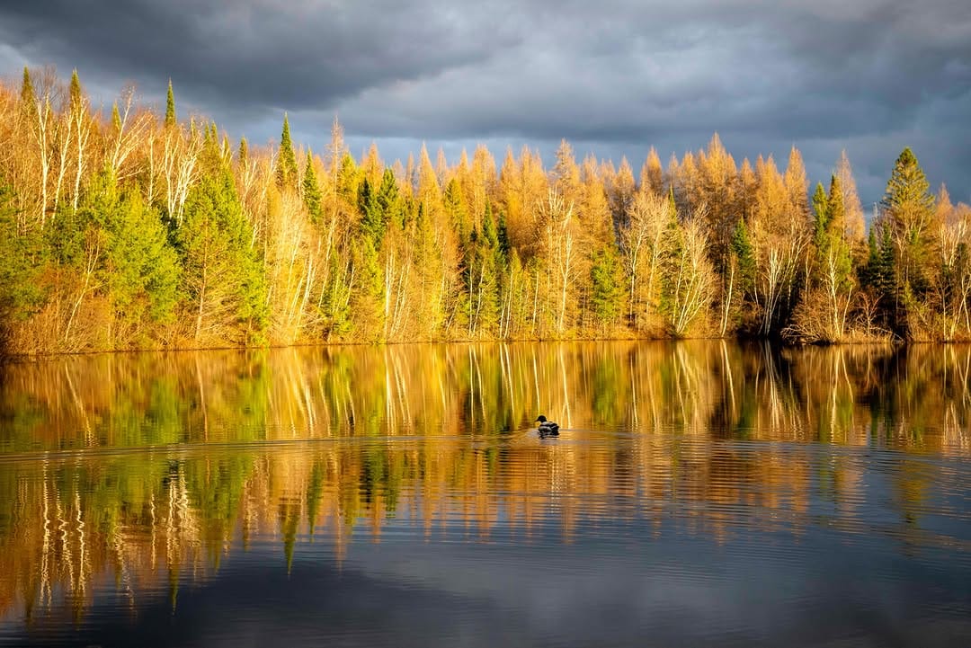 Post 4 by Diane Gordon Photography on Instagram (image)