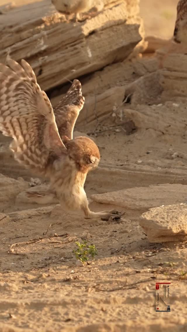 Post 3 by Dr. Noushad Ali | 📸Wildlife Photographer Dubai/ India on Instagram (video)
