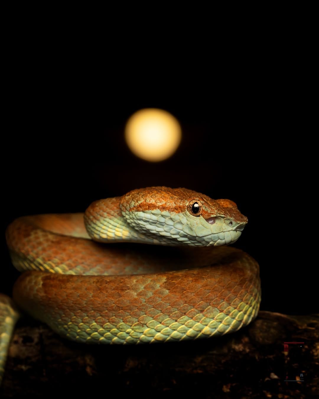 Post 2 by Dr. Noushad Ali | 📸Wildlife Photographer Dubai/ India on Instagram (image)