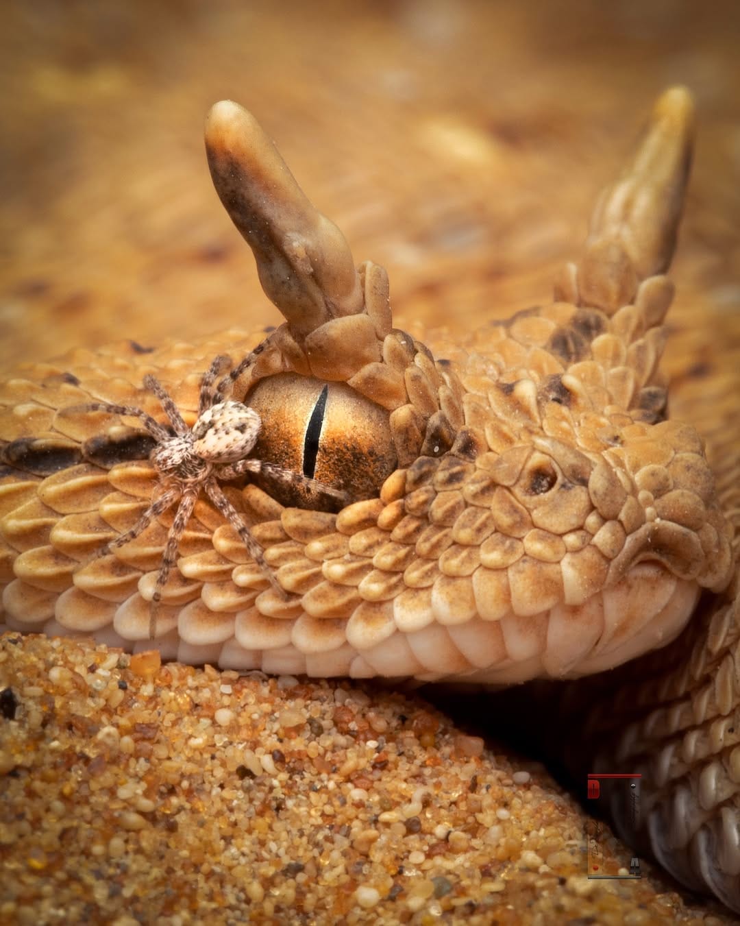 Post 1 by Dr. Noushad Ali | 📸Wildlife Photographer Dubai/ India on Instagram (image)