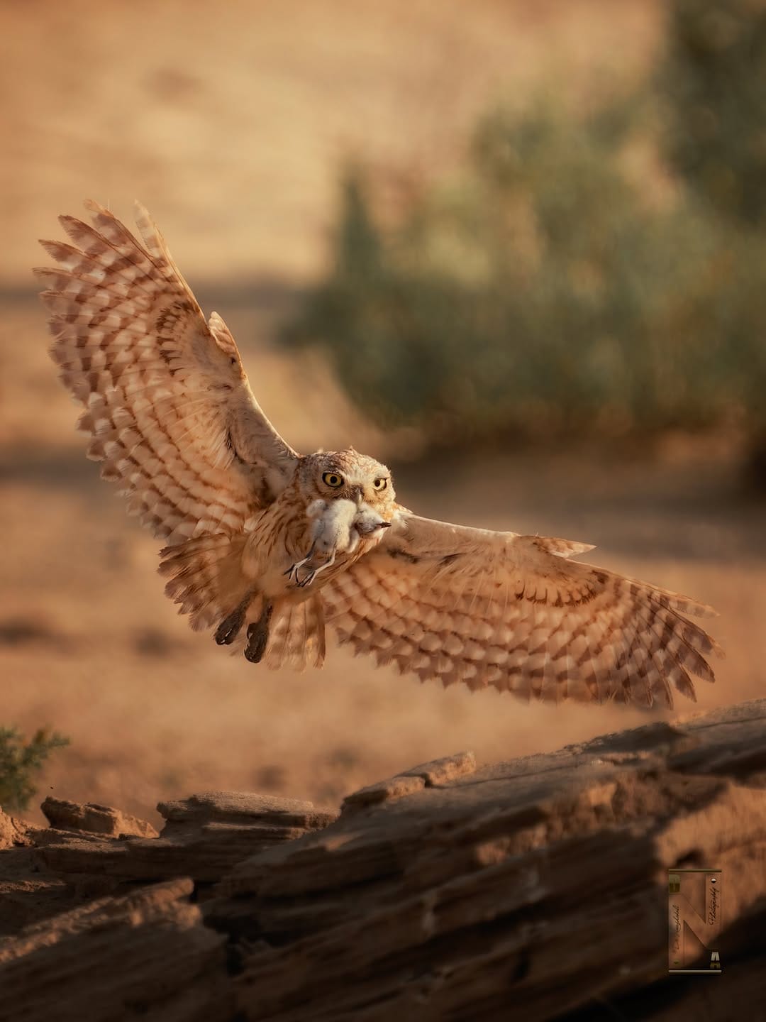 Post 5 by Dr. Noushad Ali | 📸Wildlife Photographer Dubai/ India on Instagram (image)