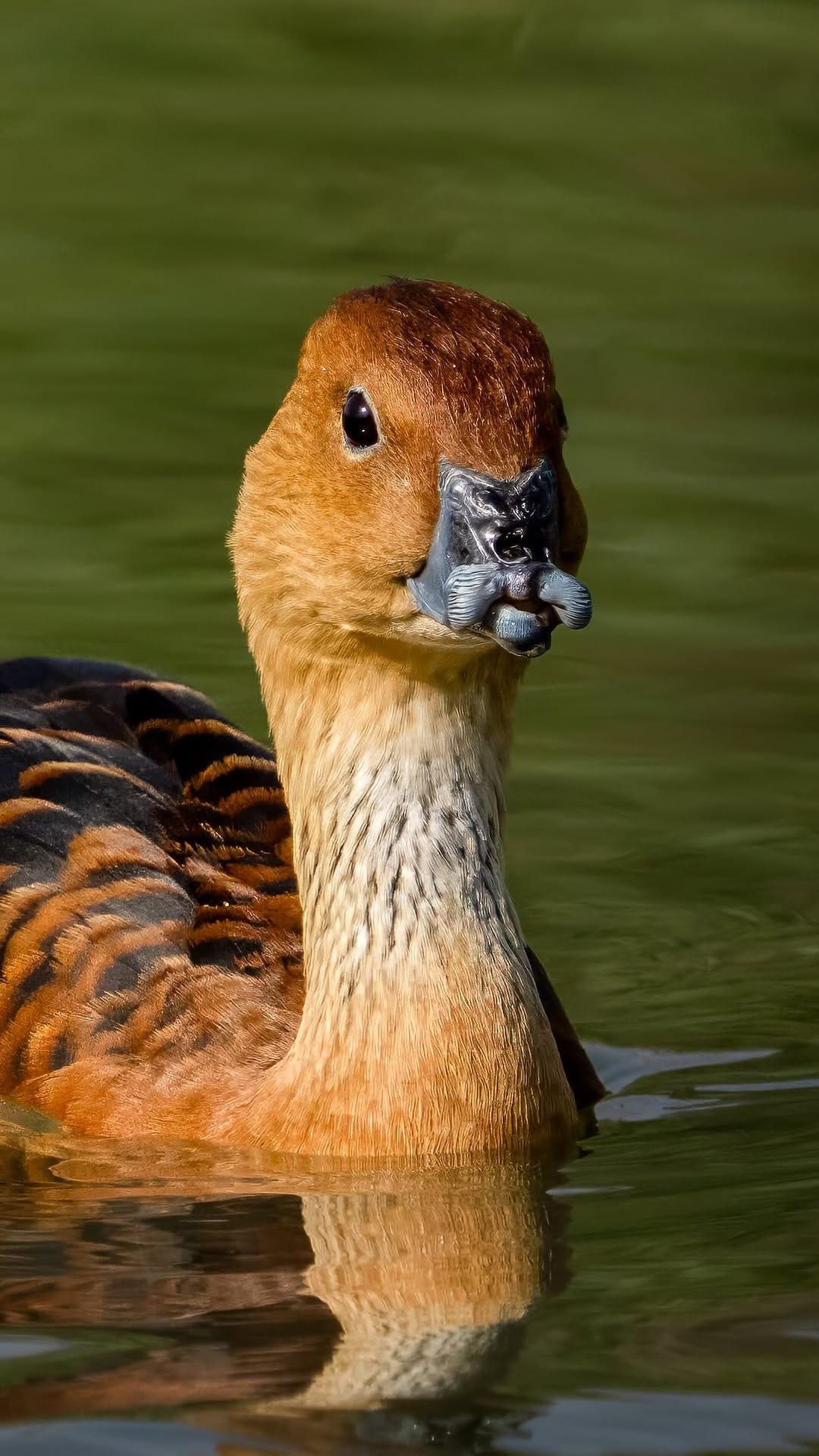 Post 9 by Dr. Noushad Ali | 📸Wildlife Photographer Dubai/ India on Instagram (video)