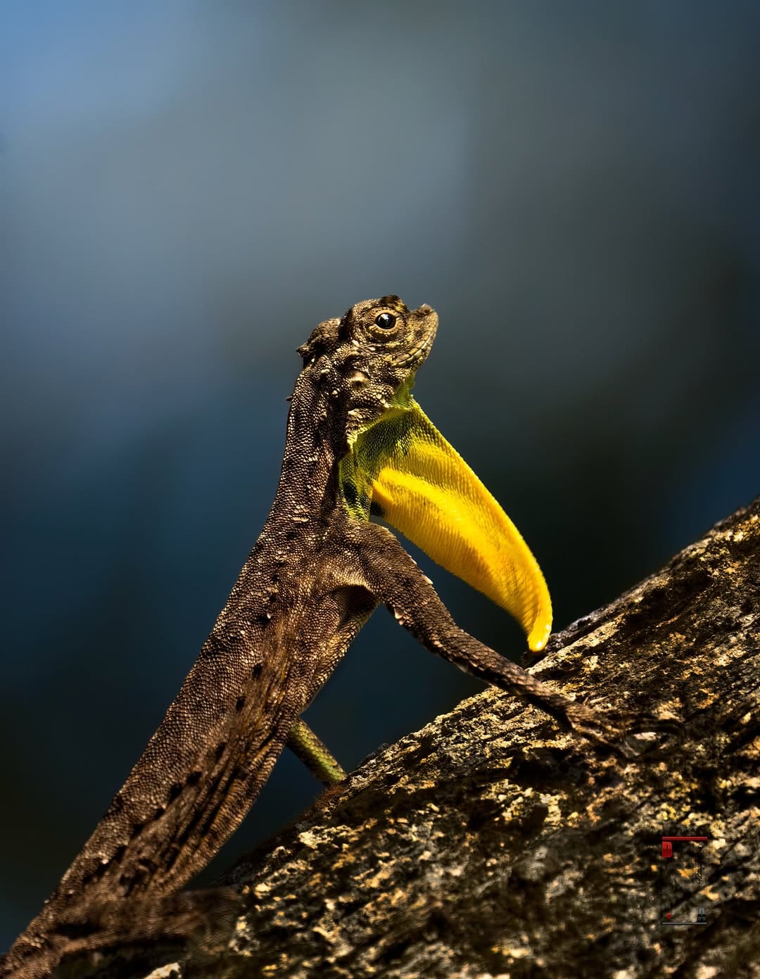 Post 7 by Dr. Noushad Ali | 📸Wildlife Photographer Dubai/ India on Instagram (carousel)